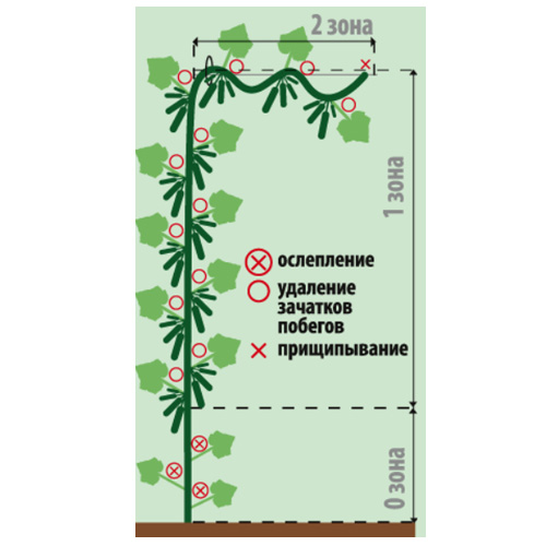 Огурцы на сетке в открытом грунте схема